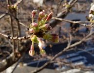 イハナハウス前の桜