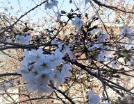 イハナハウス前の桜