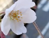 イハナハウス前の桜