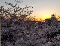 お花見夕食会