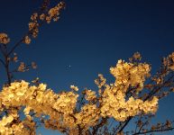 お花見夕食会