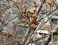 今年も桜のつぼみが色付いています♫