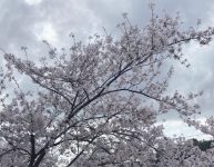 桜が咲きました♪